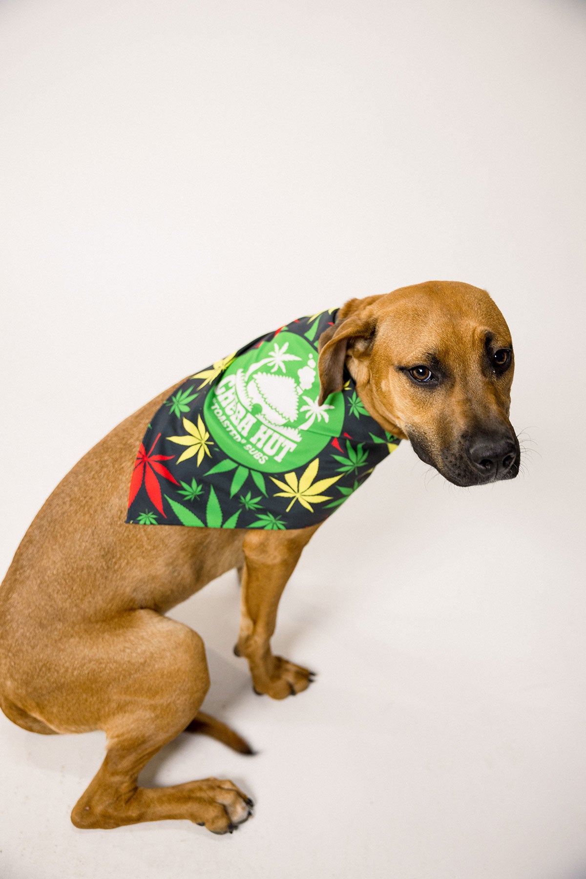 Pet Bandana