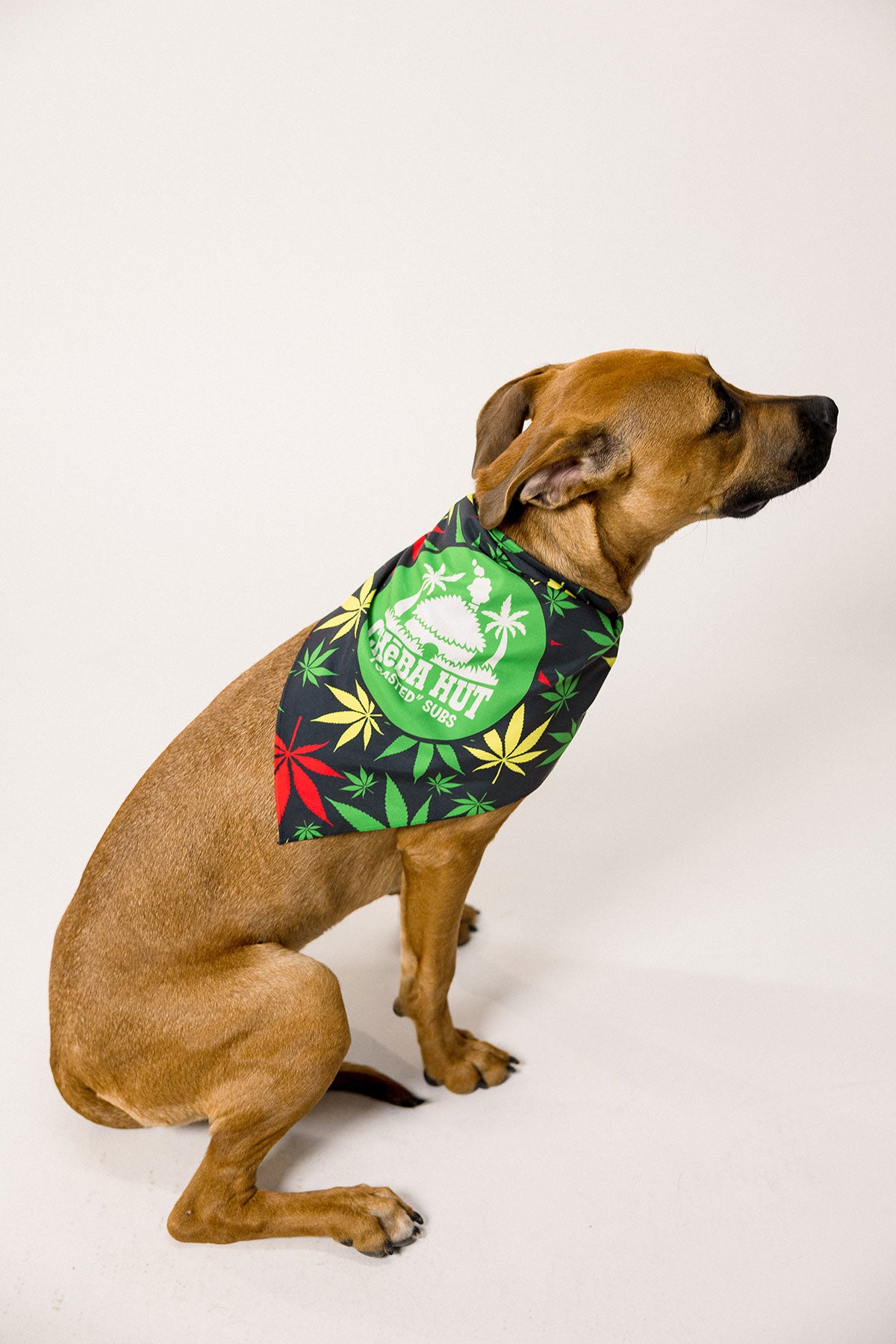 Pet Bandana
