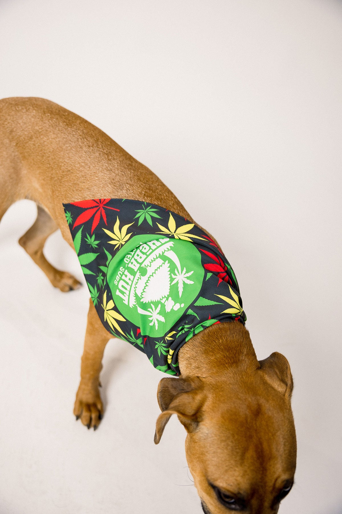 Pet Bandana